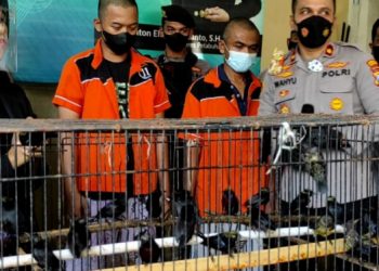 Polisi Gagalkan Penyelundupan Satwa Dilindungi dari Banjarmasin