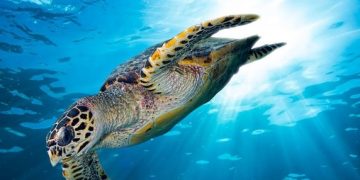 Polairud Polda NTT Gagalkan Penjualan Penyu Ilegal di Adonara Barat