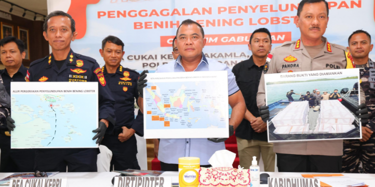 penangkapan penyelundupan benih lobster Batam