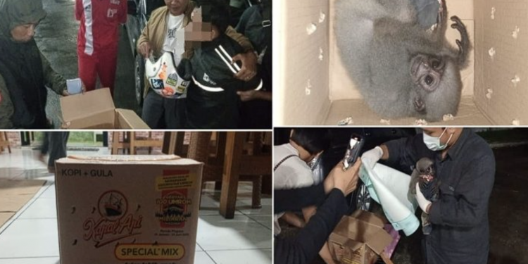 perdagangan satwa dilindungi di Tasikmalaya