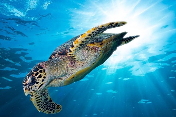 Polairud Polda NTT Gagalkan Penjualan Penyu Ilegal di Adonara Barat