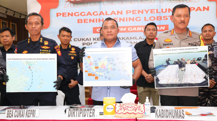 penangkapan penyelundupan benih lobster Batam